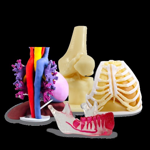 3D Anatomical Model