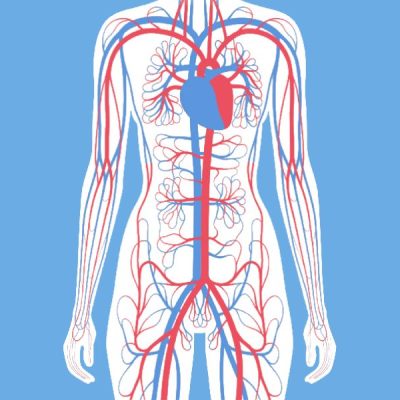 Vascular Access